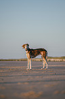 Saluki am Strand