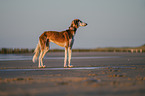 Saluki am Strand