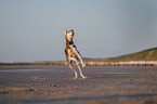 Saluki am Strand