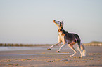 Saluki am Strand