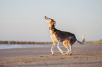 Saluki am Strand