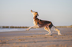 Saluki am Strand