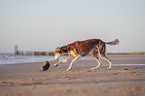 Saluki am Strand