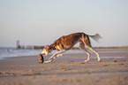 Saluki am Strand