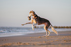 Saluki am Strand