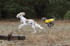 Saluki