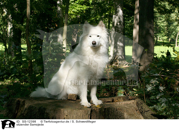 sitzender Samojede / sitting Samoyed / SS-12398