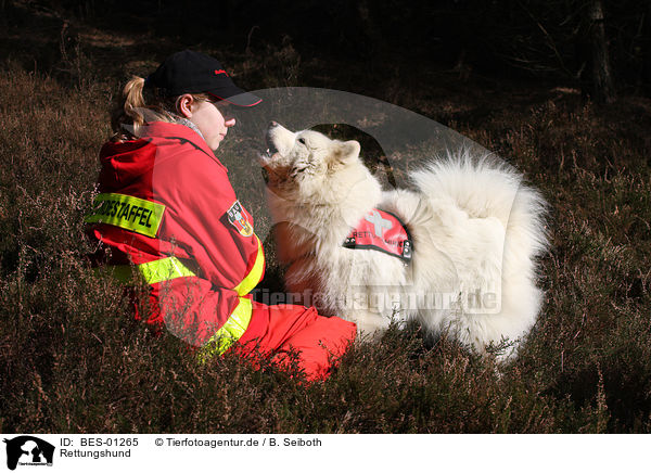 Rettungshund / rescue dog / BES-01265