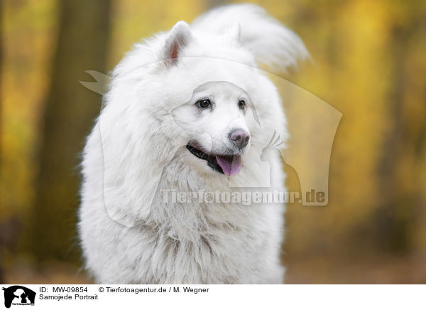 Samojede Portrait / Samoyed Portrait / MW-09854