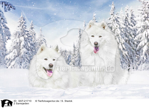 2 Samojeden / 2 Samoyeds / SST-21710