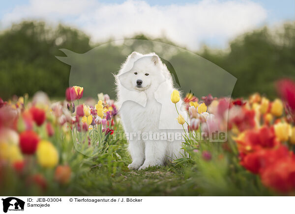 Samojede / Samoyed / JEB-03004