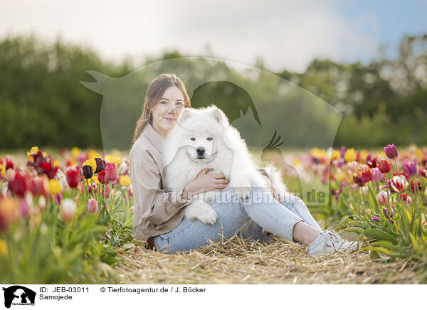 Samojede / Samoyed / JEB-03011