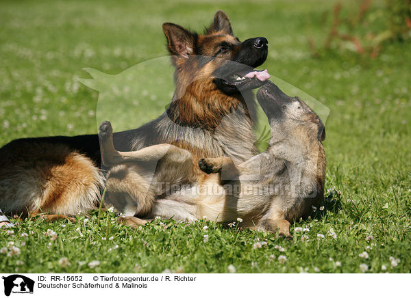 Deutscher Schferhund & Malinois / German Shepherd & Malinois / RR-15652