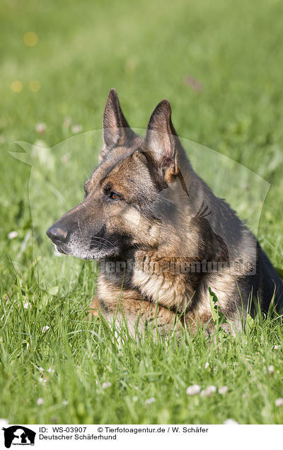 Deutscher Schferhund / German Shepherd / WS-03907