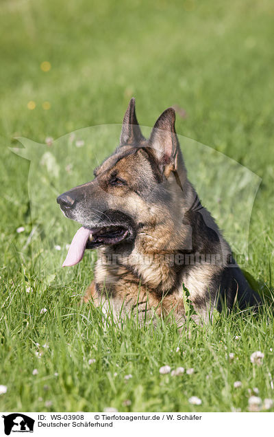 Deutscher Schferhund / German Shepherd / WS-03908