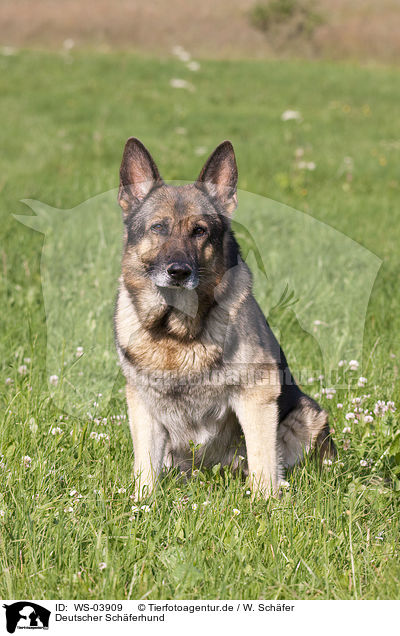 Deutscher Schferhund / German Shepherd / WS-03909