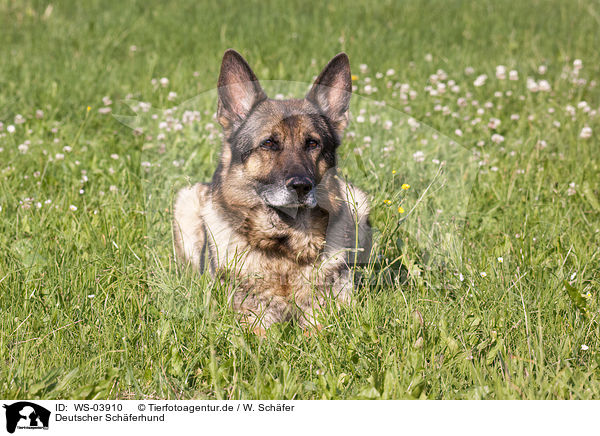 Deutscher Schferhund / German Shepherd / WS-03910