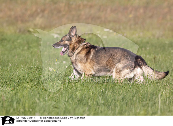 laufender Deutscher Schferhund / walking German Shepherd / WS-03914
