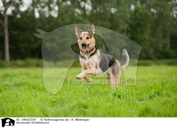 rennender Schferhund / running Shepherd / AM-02704