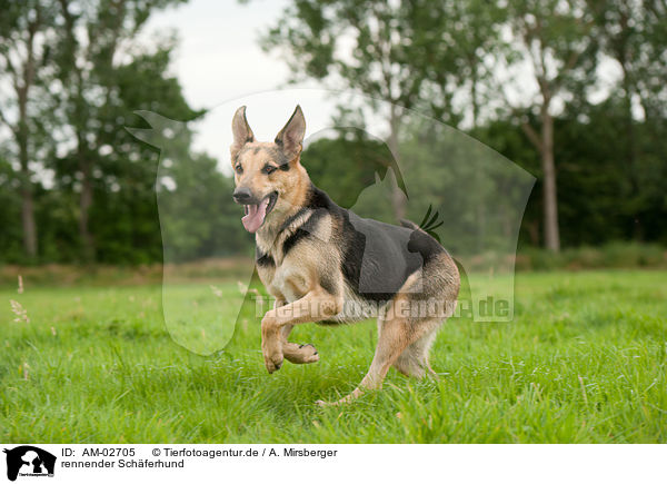 rennender Schferhund / running Shepherd / AM-02705
