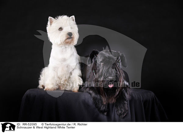 Schnauzer & West Highland White Terrier / Schnauzer & West Highland White Terrier / RR-52095