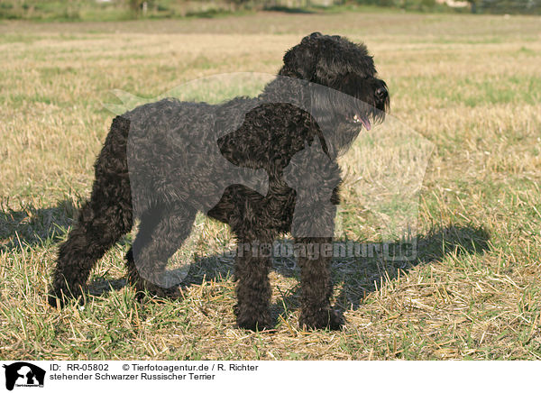 stehender Schwarzer Russischer Terrier / RR-05802