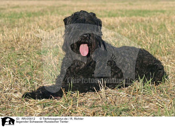 liegender Schwarzer Russischer Terrier / RR-05812