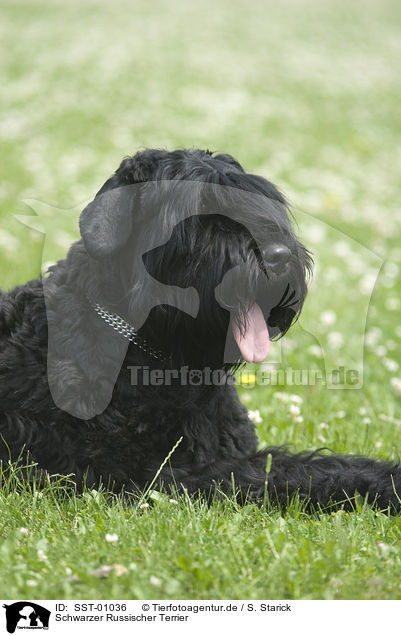 Schwarzer Russischer Terrier / Black Russian Terrier / SST-01036