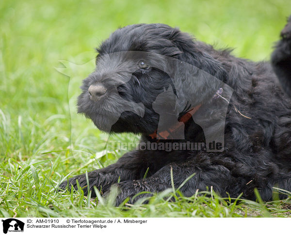 Schwarzer Russischer Terrier Welpe / black russian terrier puppy / AM-01910