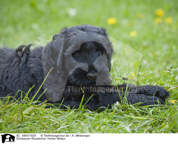 Schwarzer Russischer Terrier Welpe / black russian terrier puppy / AM-01925