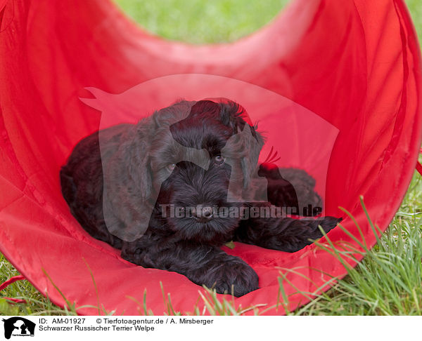 Schwarzer Russischer Terrier Welpe / AM-01927