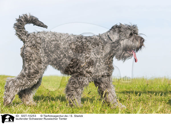 laufender Schwarzer Russischer Terrier / walking black Russian Terrier / SST-10253