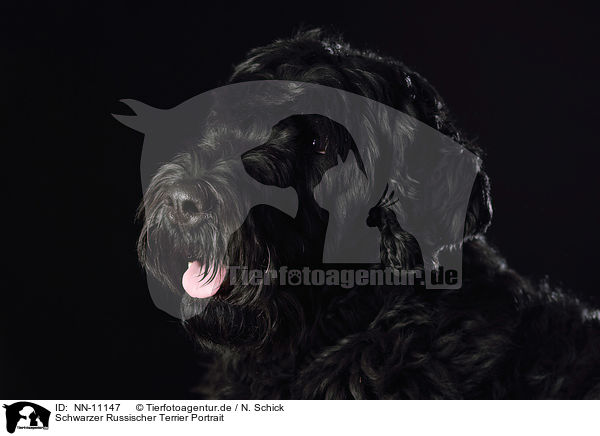 Schwarzer Russischer Terrier Portrait / NN-11147