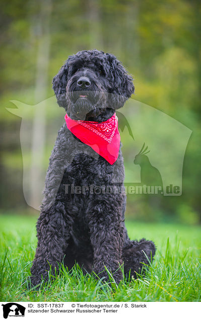 sitzender Schwarzer Russischer Terrier / sitting Black Russian Terrier / SST-17837