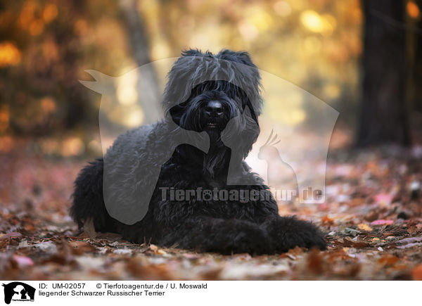 liegender Schwarzer Russischer Terrier / UM-02057