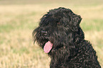 Schwarzer Russischer Terrier