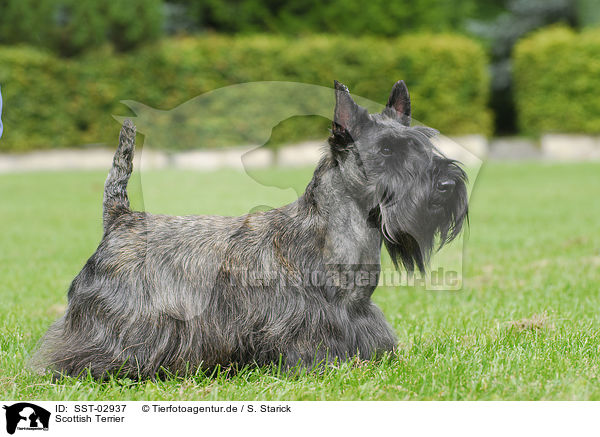 Scottish Terrier / Scottish Terrier / SST-02937