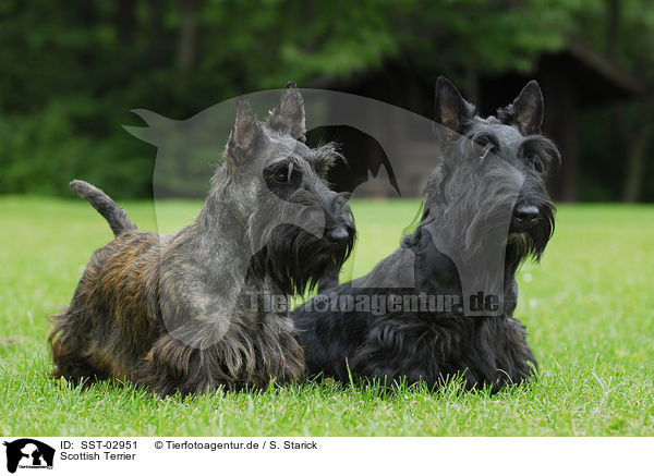Scottish Terrier / Scottish Terrier / SST-02951