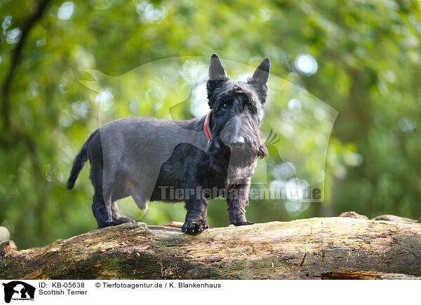 Scottish Terrier / KB-05638