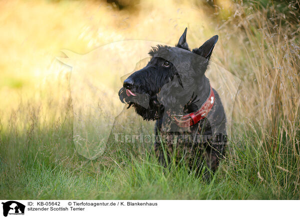 sitzender Scottish Terrier / KB-05642