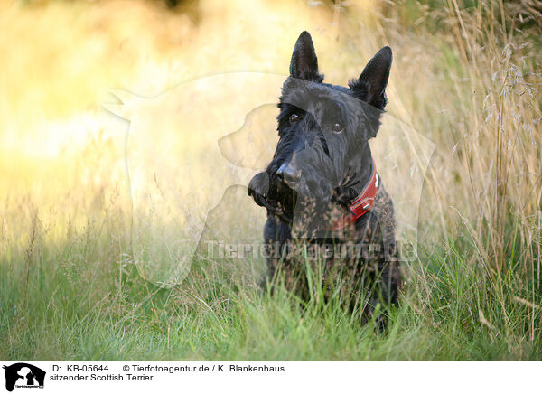 sitzender Scottish Terrier / sitting Scottish Terrier / KB-05644