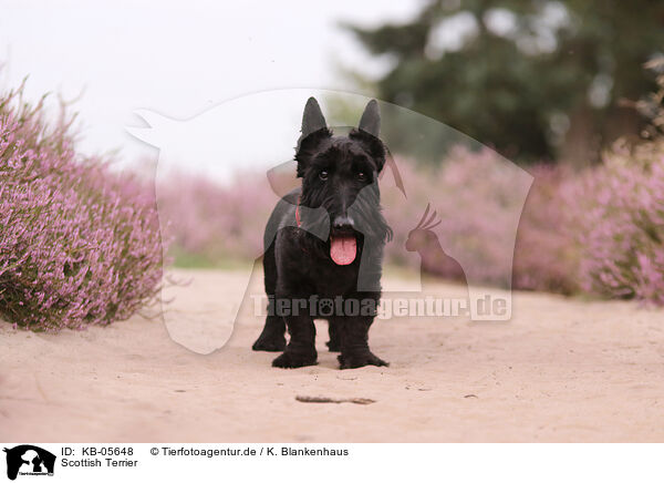 Scottish Terrier / Scottish Terrier / KB-05648