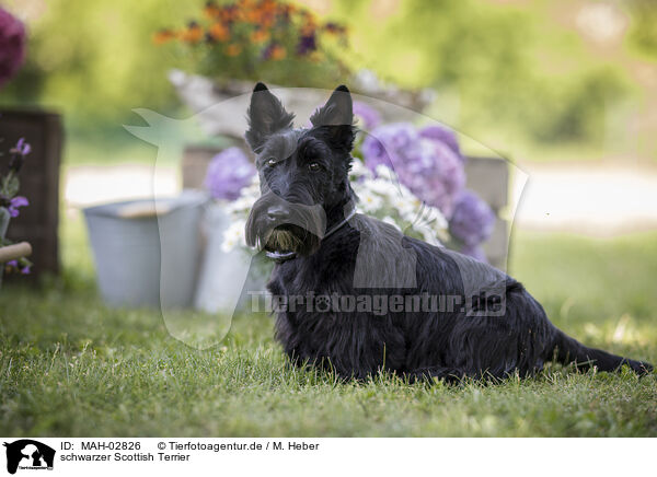 schwarzer Scottish Terrier / MAH-02826