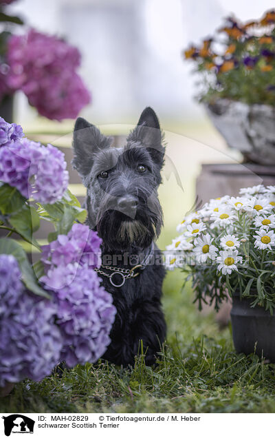schwarzer Scottish Terrier / MAH-02829