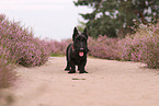 Scottish Terrier