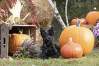 Scotch Terrier im Herbst