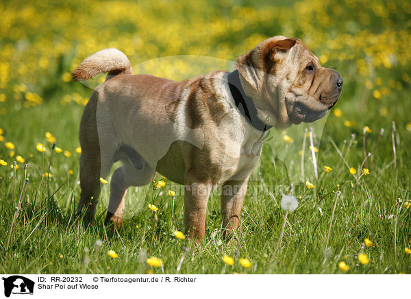 Shar Pei auf Wiese / Shar Pei on meadow / RR-20232