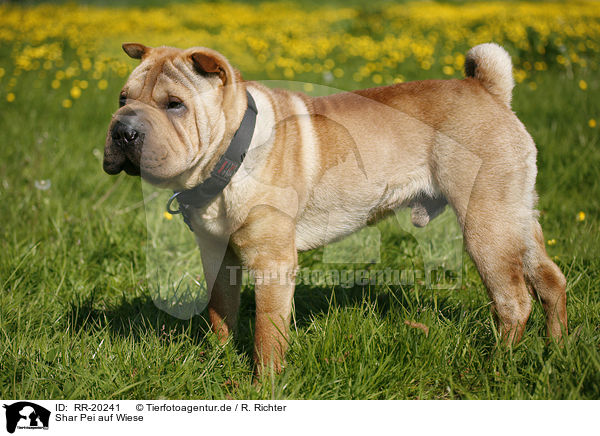 Shar Pei auf Wiese / Shar Pei on meadow / RR-20241