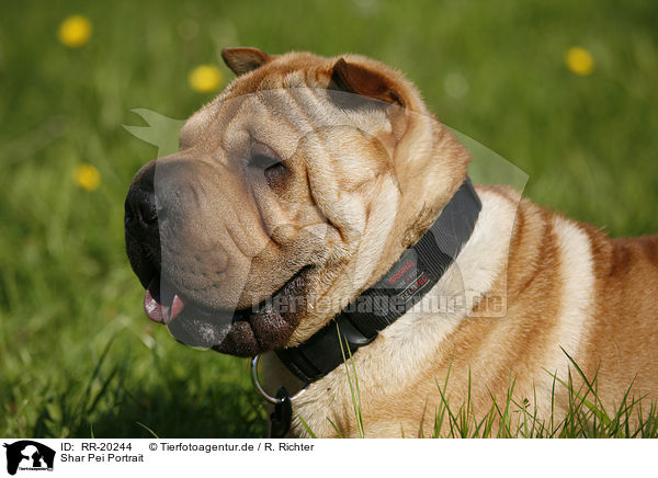 Shar Pei Portrait / Shar Pei Portrait / RR-20244