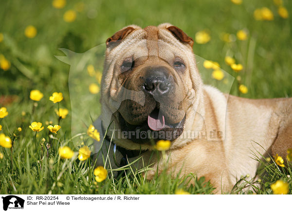 Shar Pei auf Wiese / Shar Pei on meadow / RR-20254